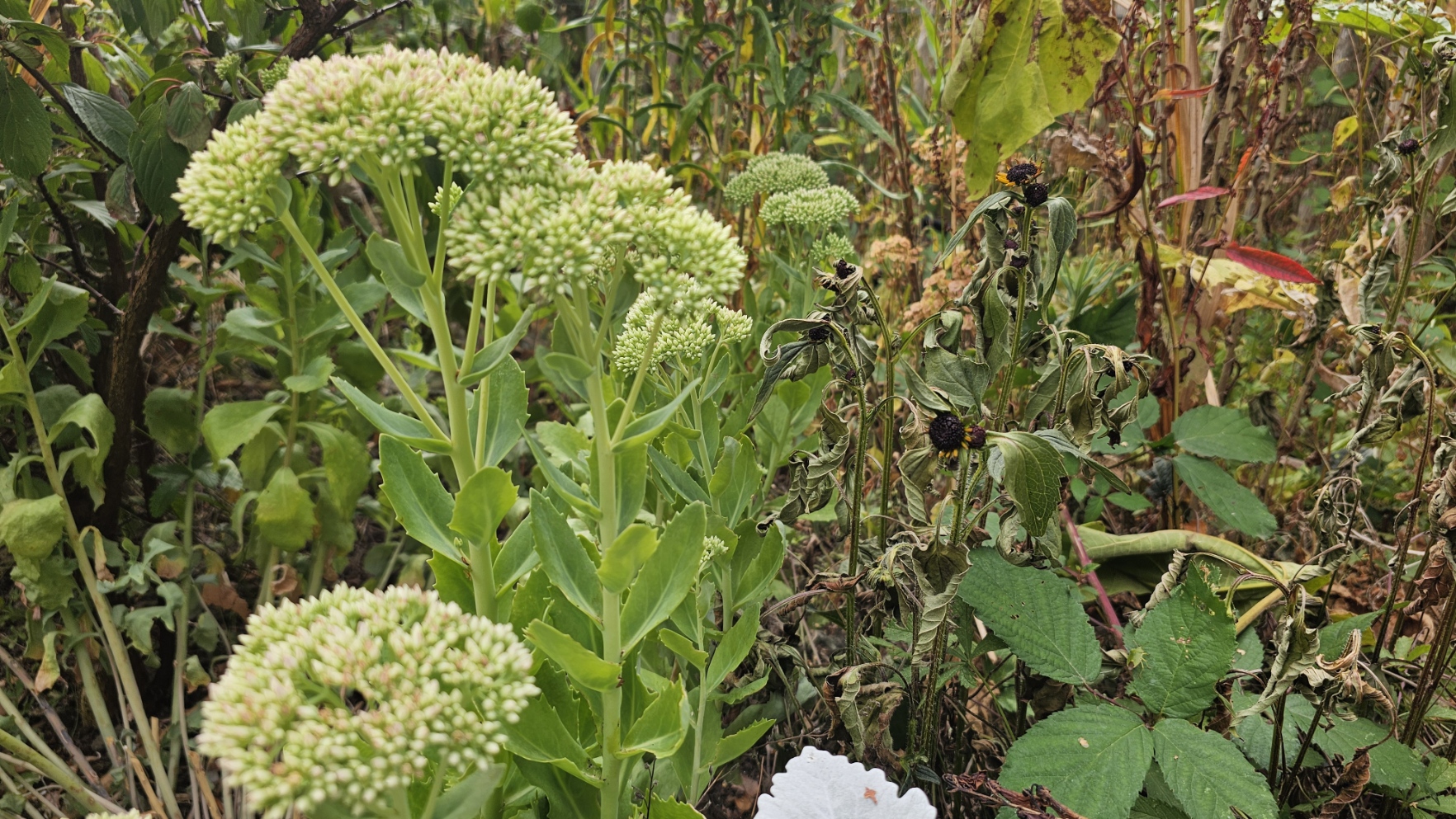 A late-summer border showing healthy sedum beside plants affected by heat and dry conditions.