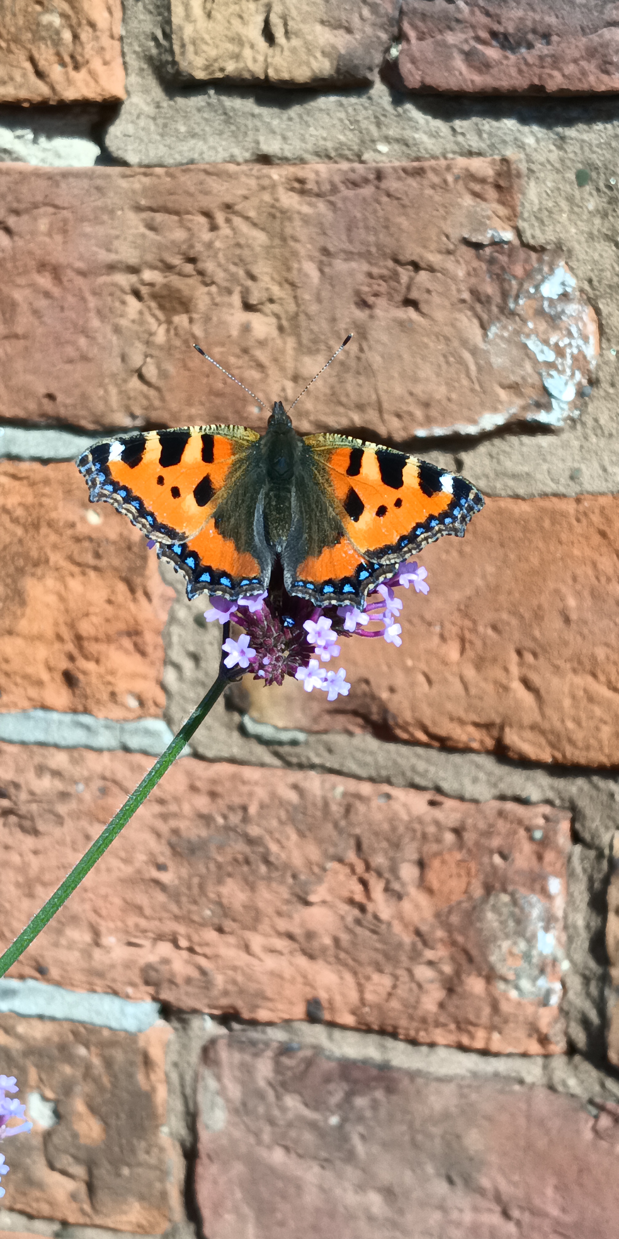 A small tortoiseshell butterfly feeding on Verbena flowers in a garden setting