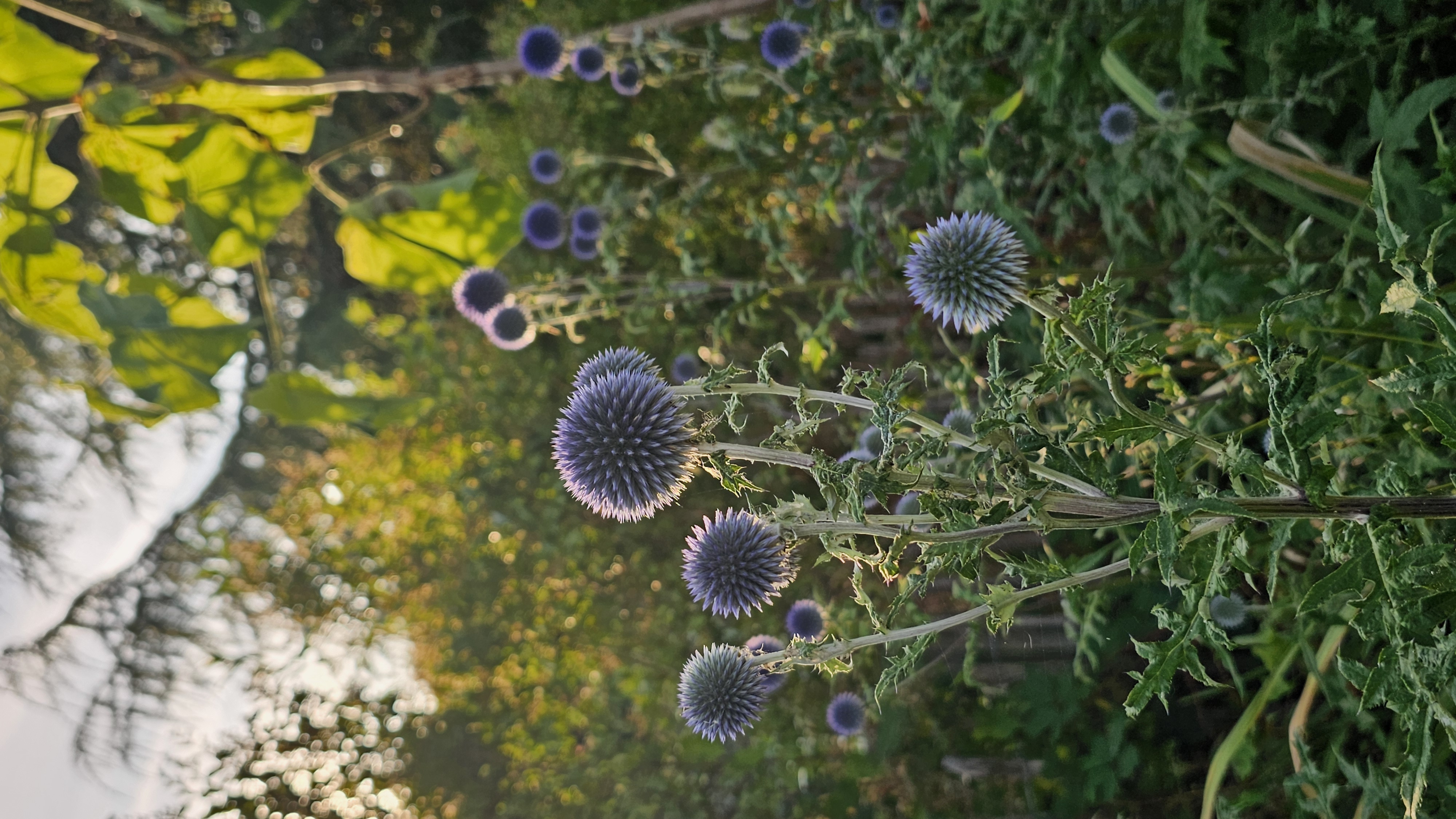 Globe thistles rising through a late-season garden border.