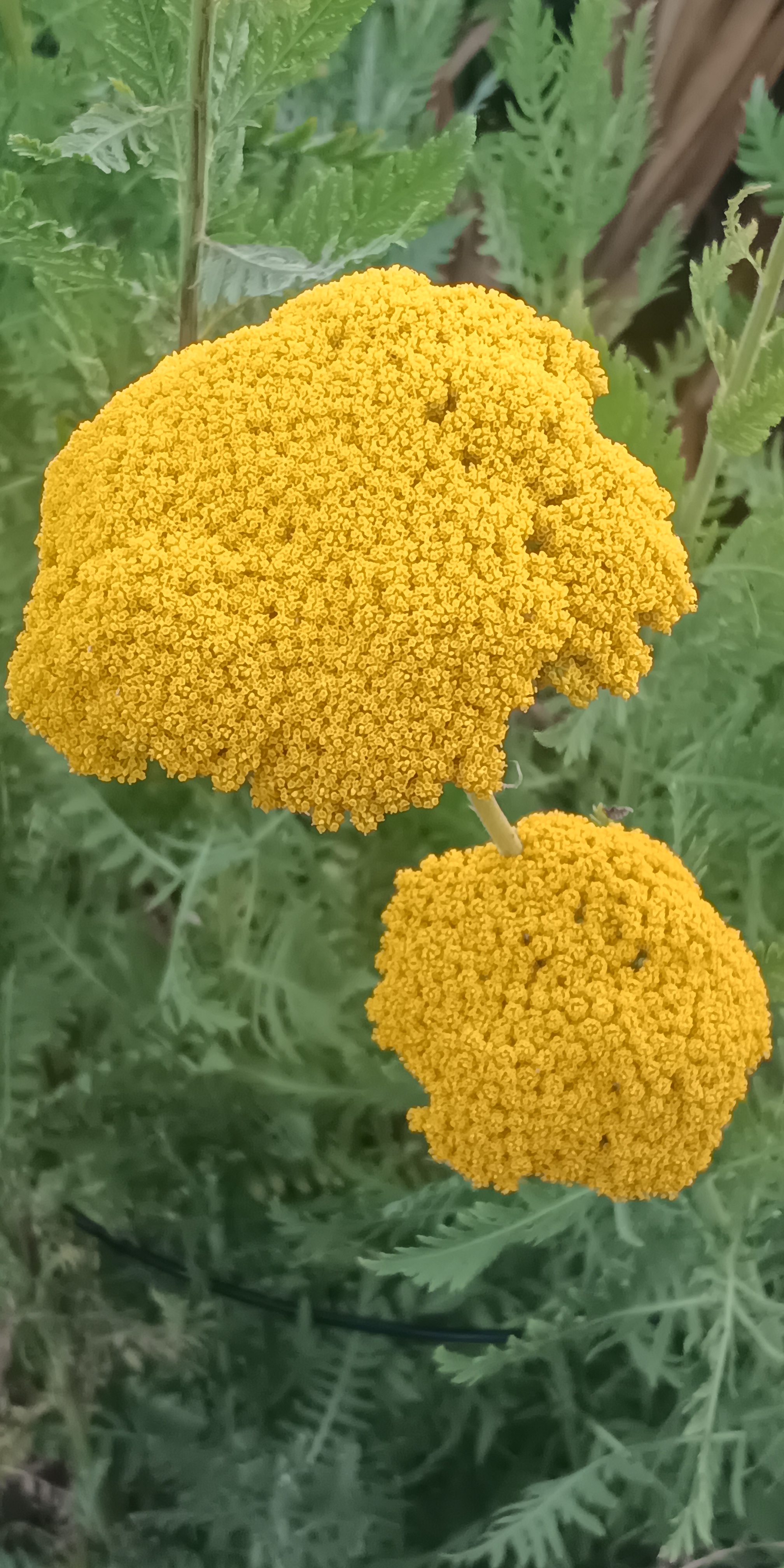 Golden yarrow flowers in a seasonal garden planting.