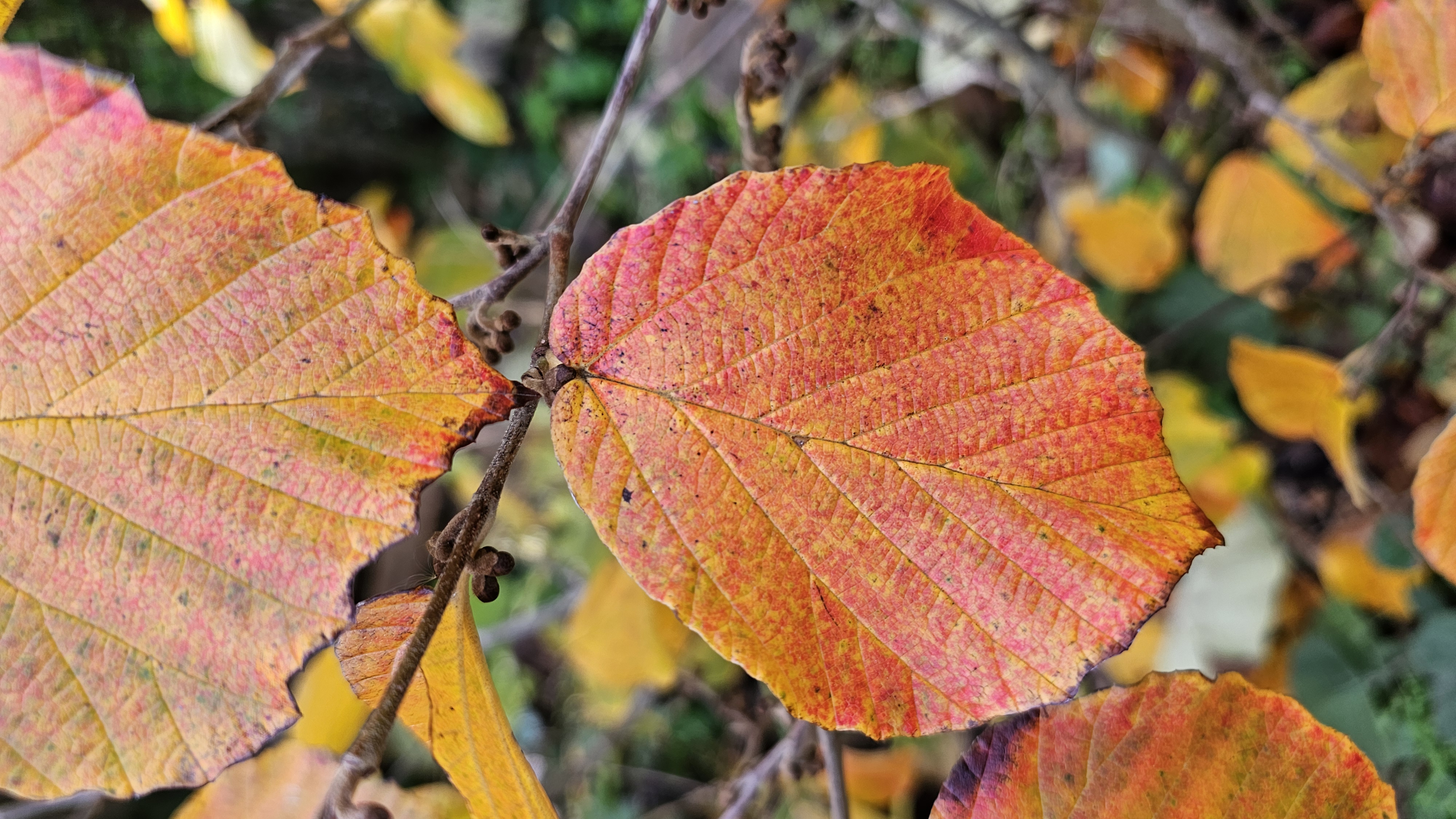 Autumn leaves changing colour on a garden tree.