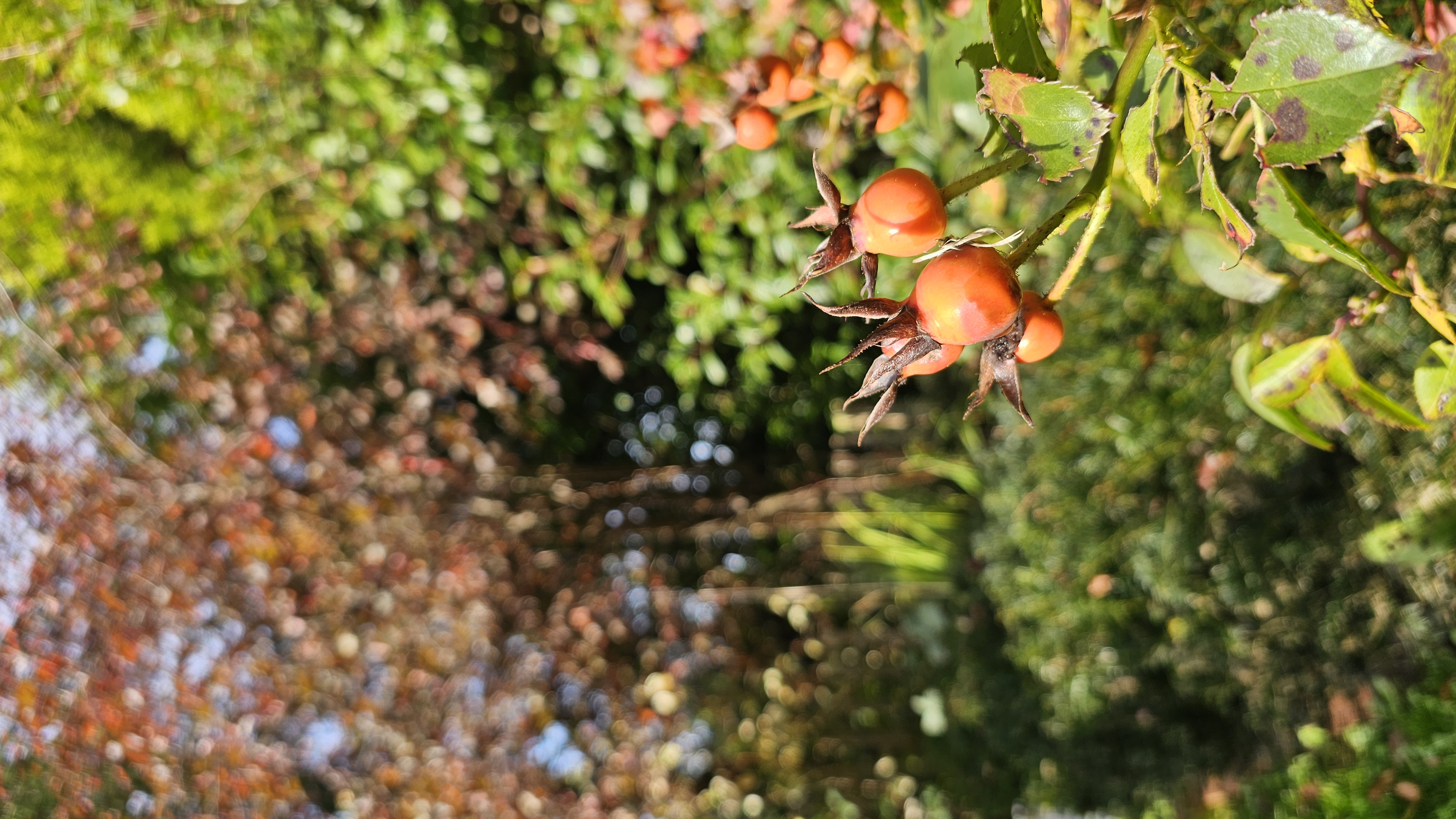 Rose hips catching the autumn light in a garden.